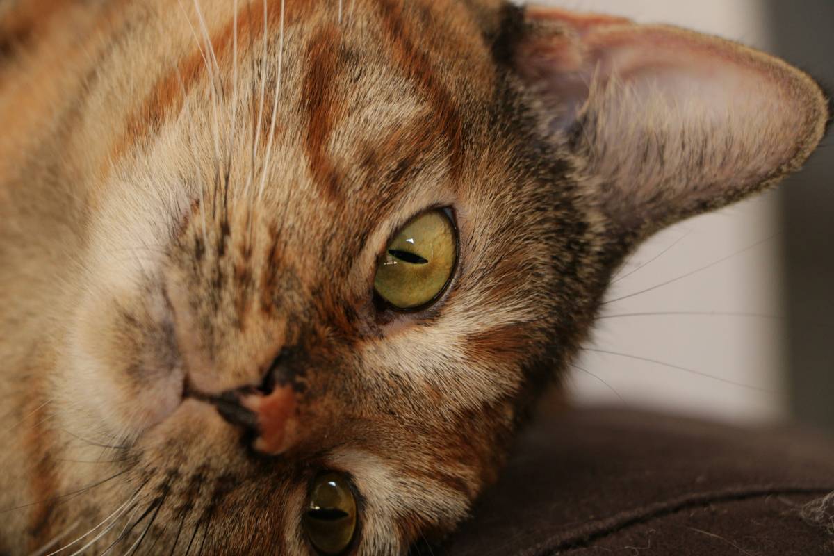 Cat responding to clicker sound during training session showing cat hearing training benefits