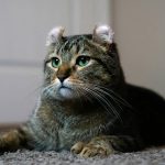Cat Hearing Training Benefits: 7 Proven Ways to Avoid Costly Mistakes