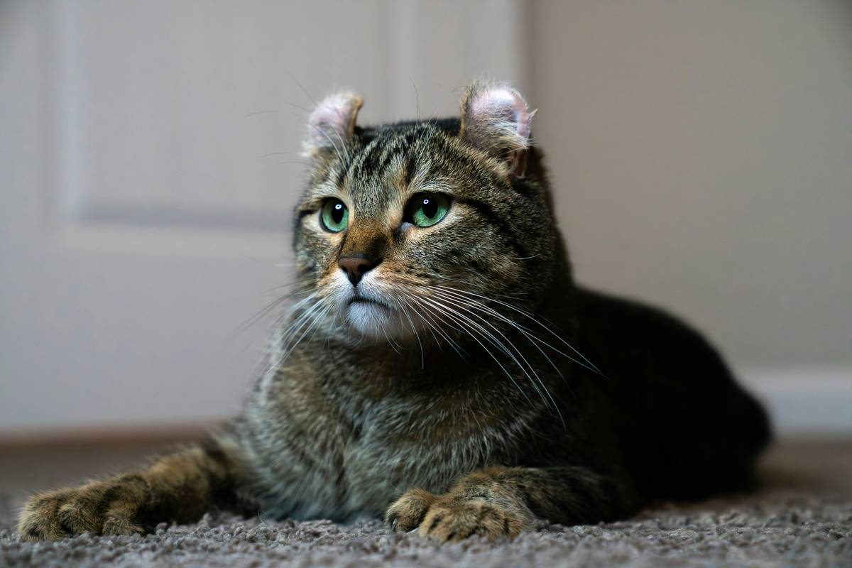 Cat Hearing Training Benefits: 7 Proven Ways to Avoid Costly Mistakes