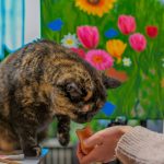Cat Hearing Training Reimbursement: 7 Proven Ways to Avoid Costly Mistakes
