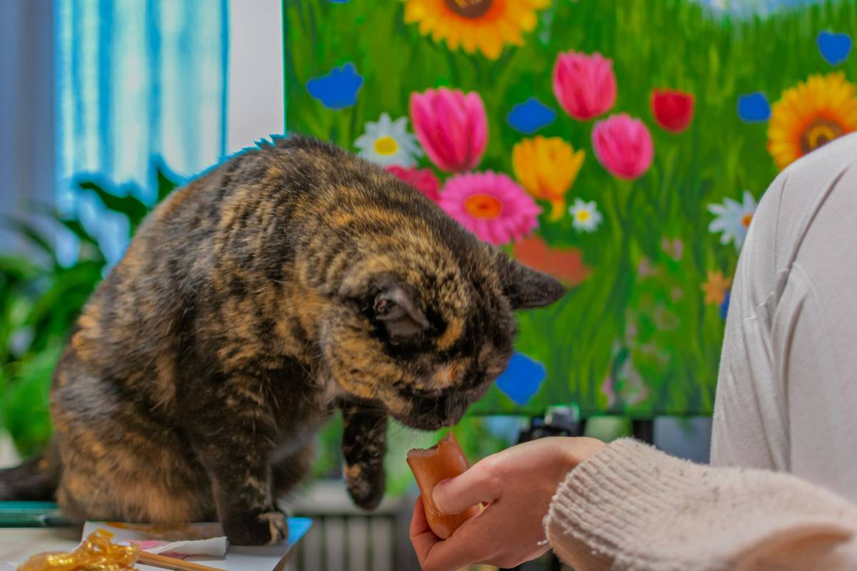 Cat Hearing Training Reimbursement: 7 Proven Ways to Avoid Costly Mistakes