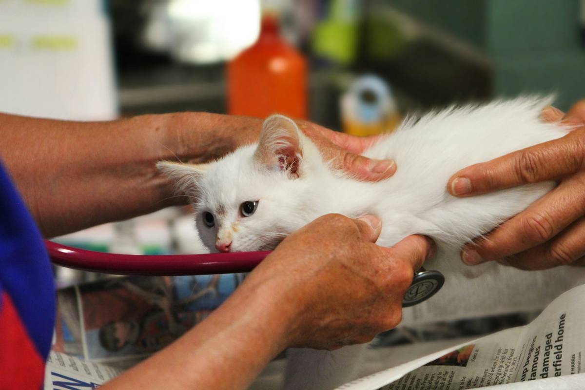 Cat hearing training reimbursement: senior cat responding to hand signal during training session