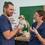 Dog Hearing Training Plan: 7 Proven Tips to Avoid Costly Mistakes