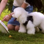 Hearing Training for Pets Cost: 7 Proven Ways to Avoid Painful Financial Surprises