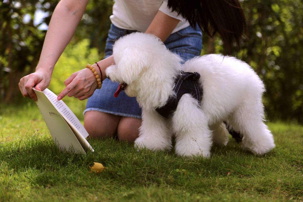 Hearing Training for Pets Cost: 7 Proven Ways to Avoid Painful Financial Surprises