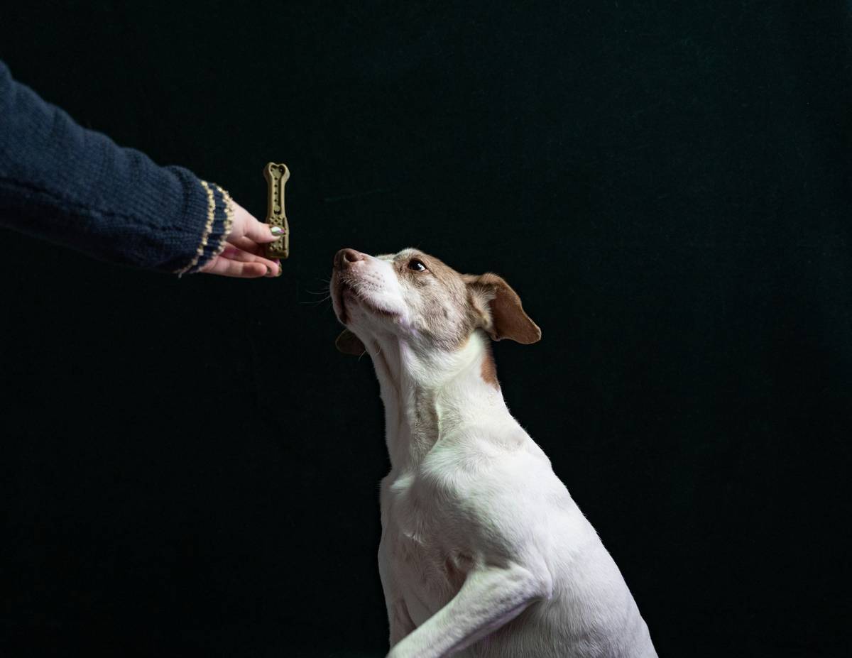 A certified trainer working with a senior dog using hand signals; hearing training for pets cost visualized in session notes